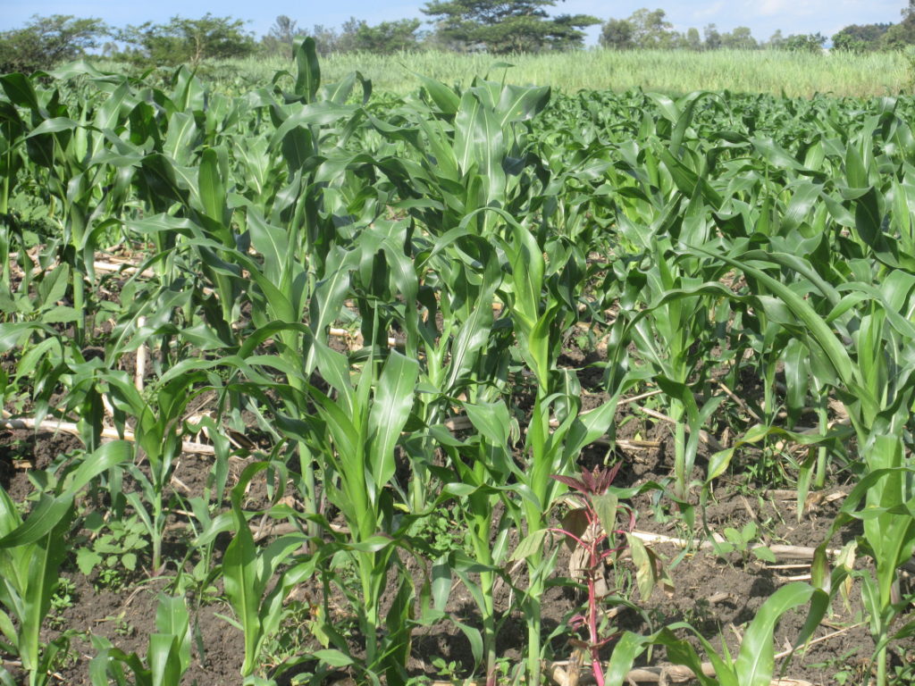 Field of maize in Kenya