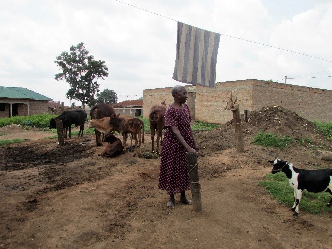 woman with livestock in Uganda